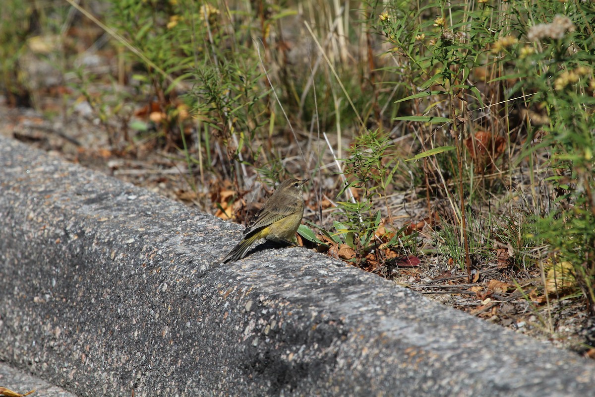 Palm Warbler - ML312681621