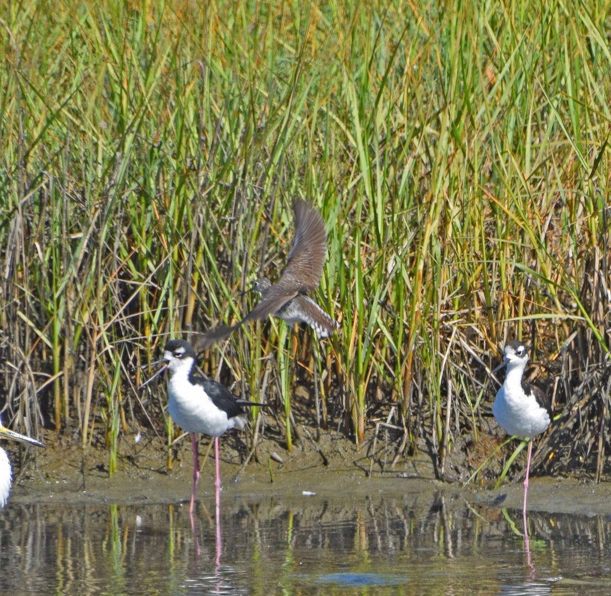 Solitary Sandpiper - ML31268291