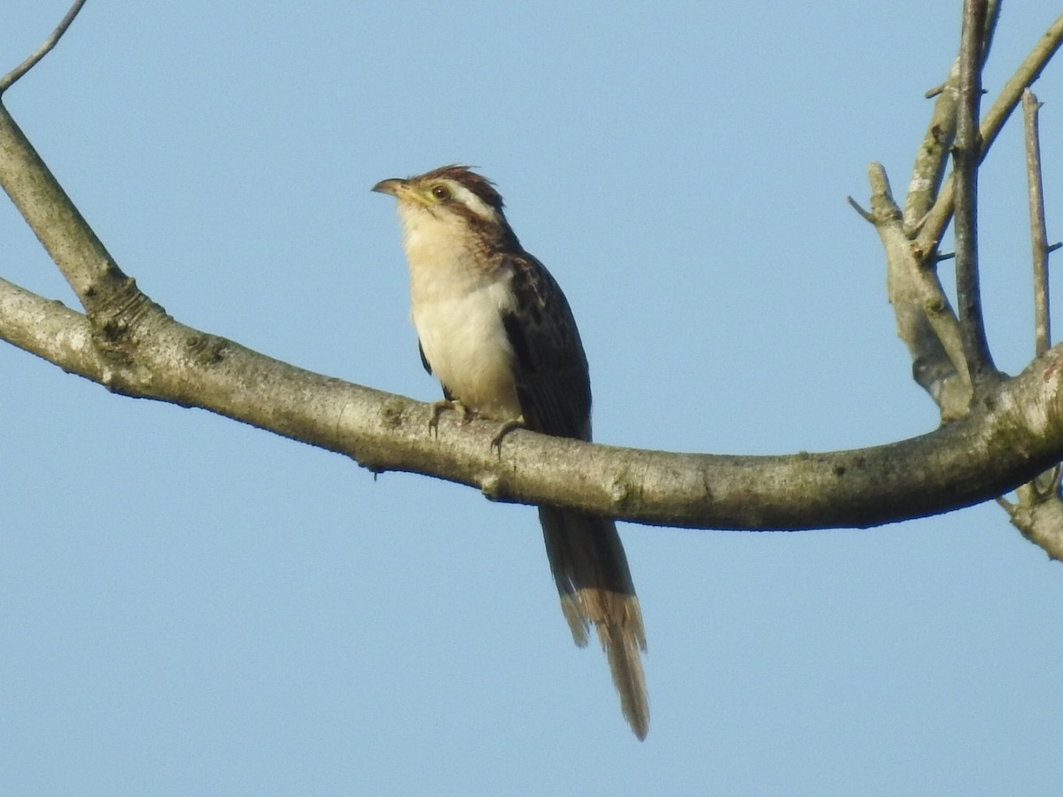 Striped Cuckoo - ML312682931