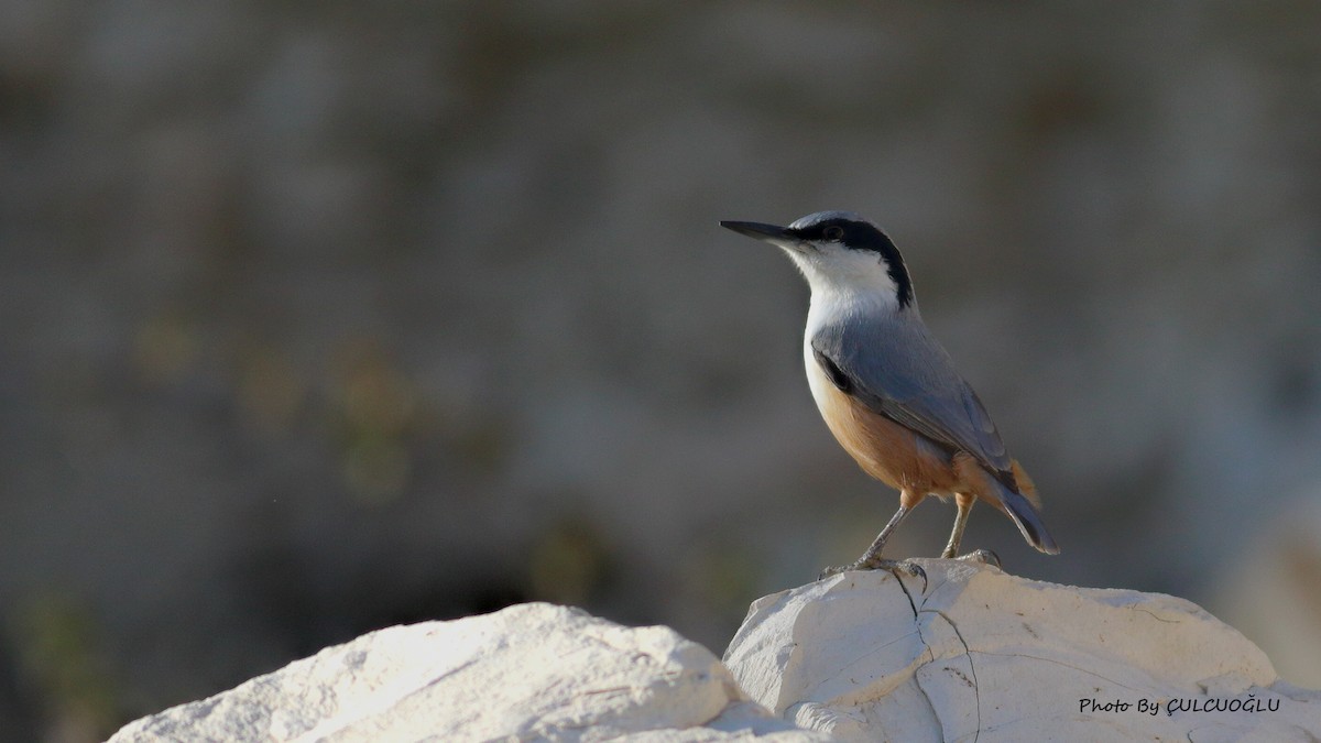 Eastern Rock Nuthatch - Mustafa Çulcuoğlu