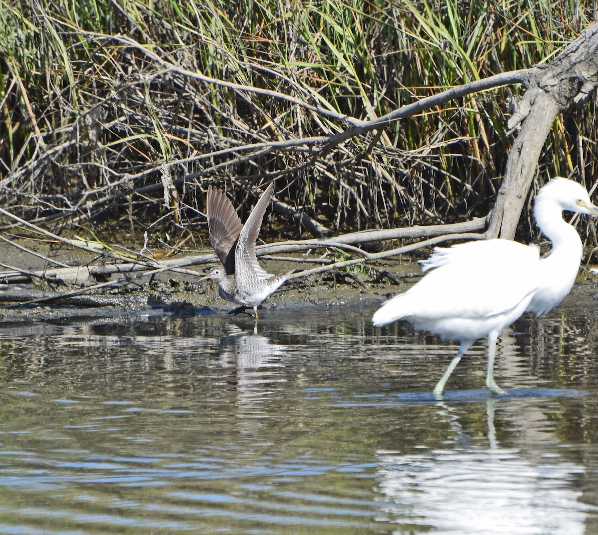 Solitary Sandpiper - ML31268451