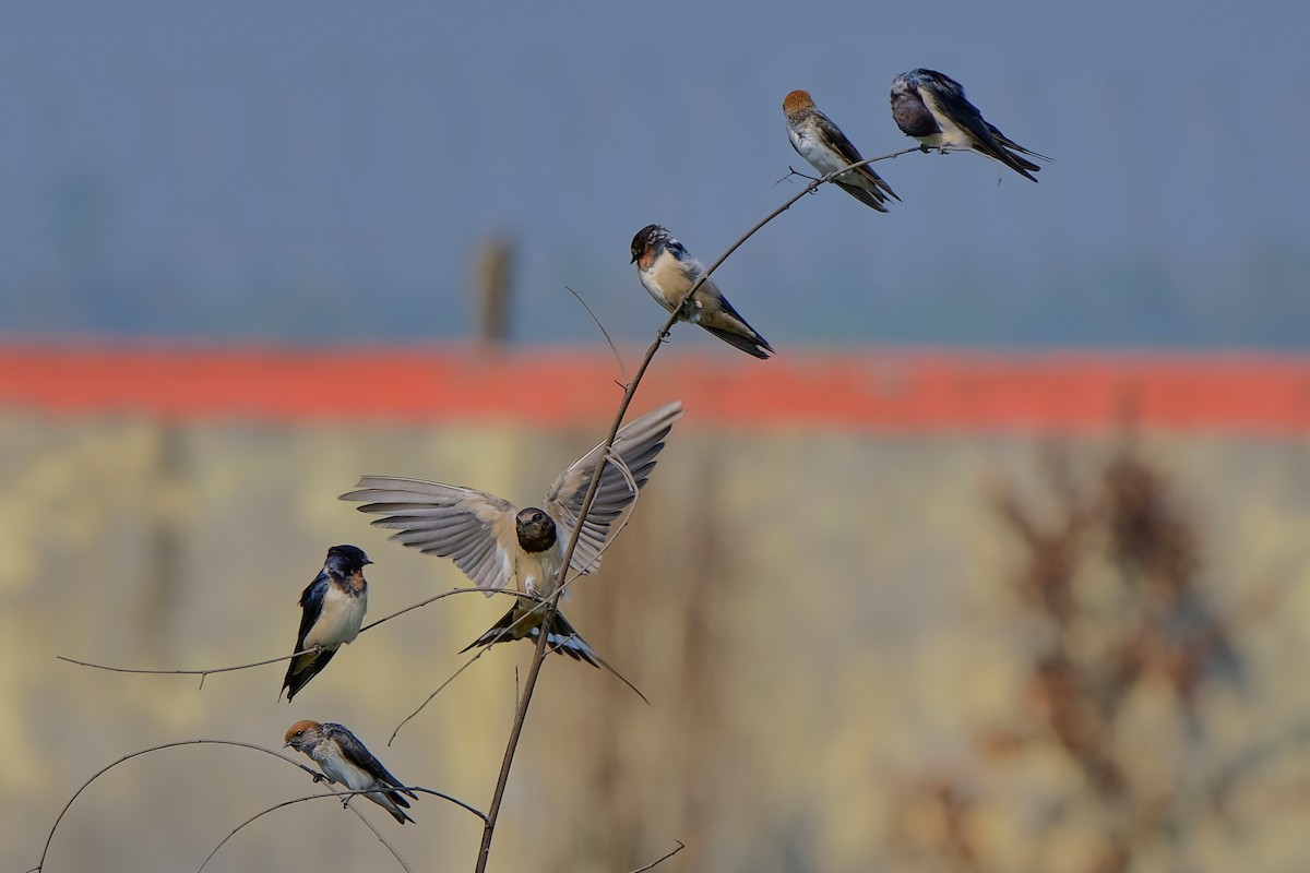 Streak-throated Swallow - ML312685241