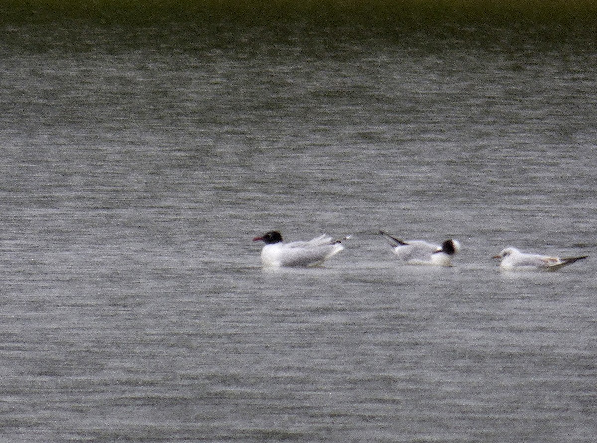 Black-headed x Mediterranean Gull (hybrid) - ML312686661