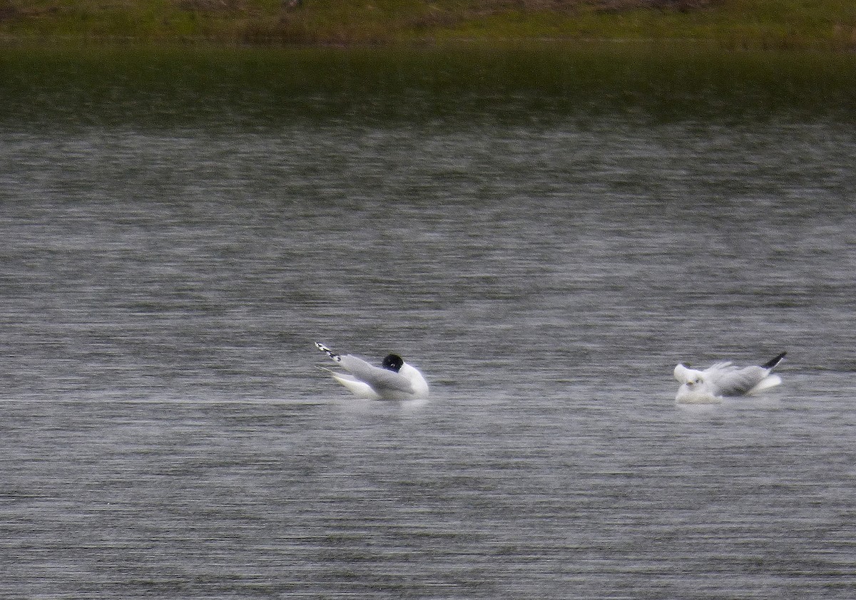 Black-headed x Mediterranean Gull (hybrid) - ML312686731