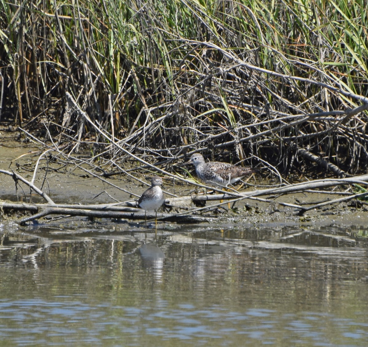 Solitary Sandpiper - ML31268681