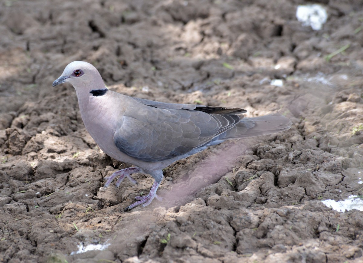 Red-eyed Dove - Bertina K