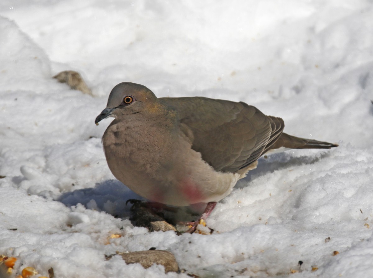 White-tipped Dove - ML312688041