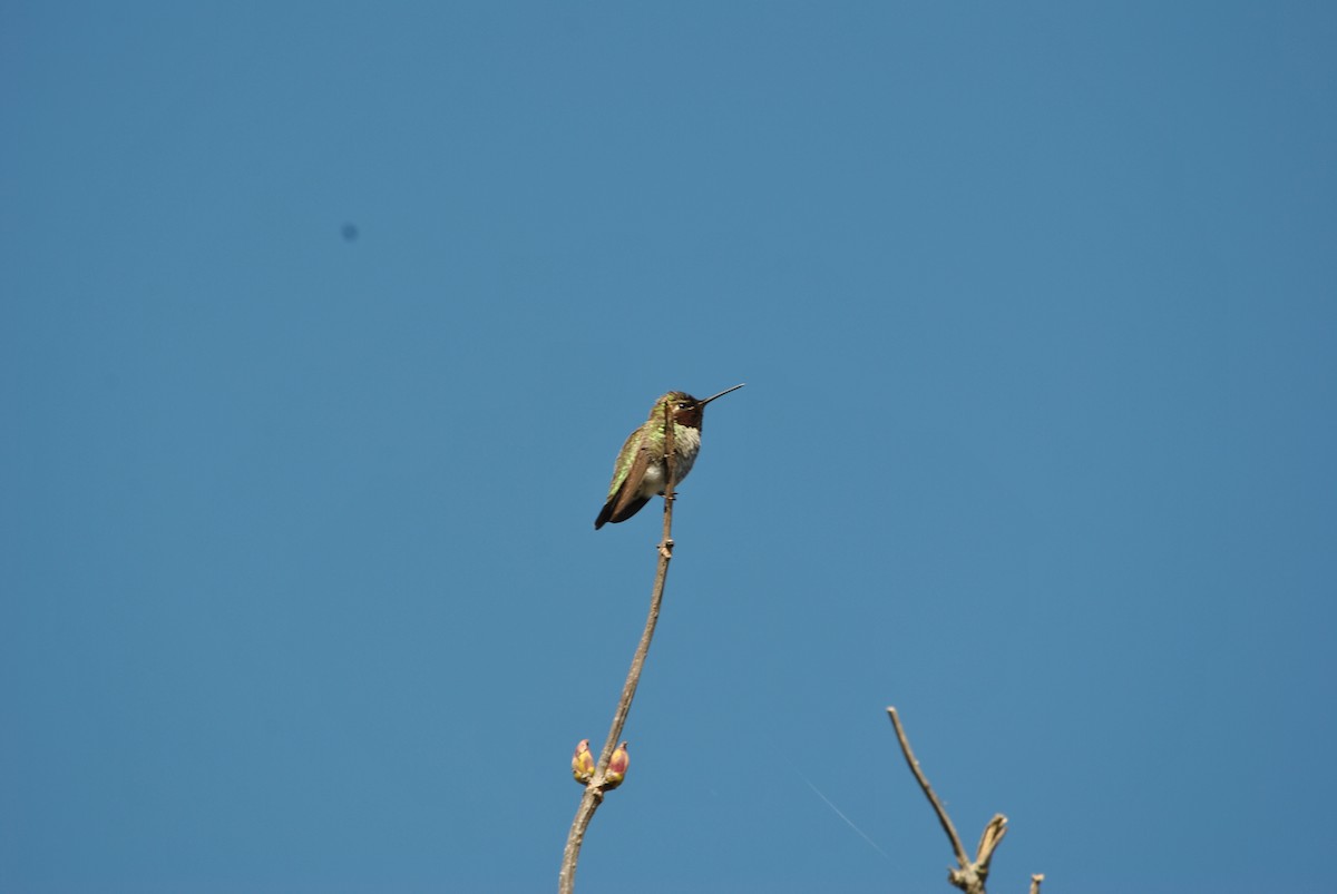 Anna's Hummingbird - ML312689761