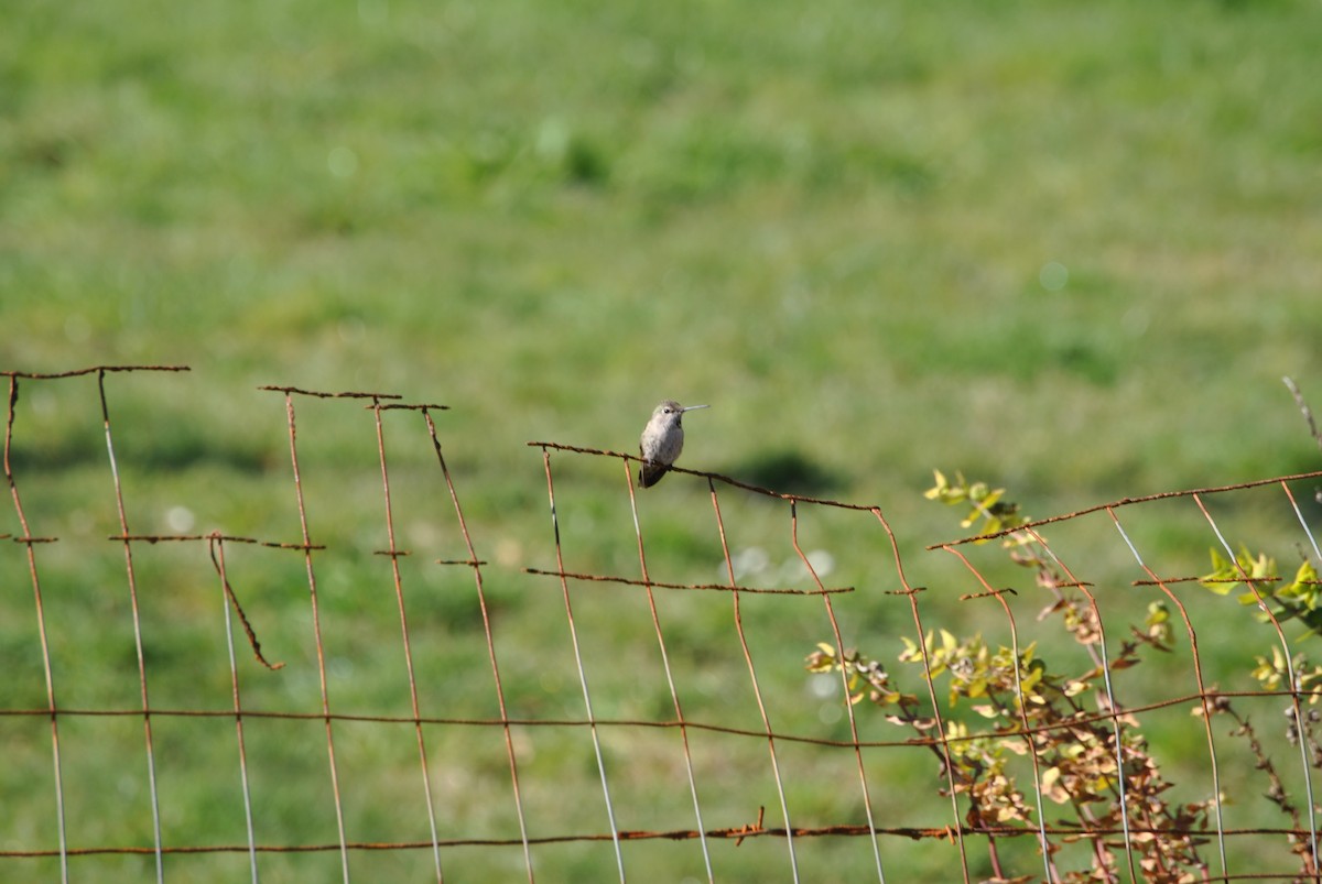 Anna's Hummingbird - ML312689771