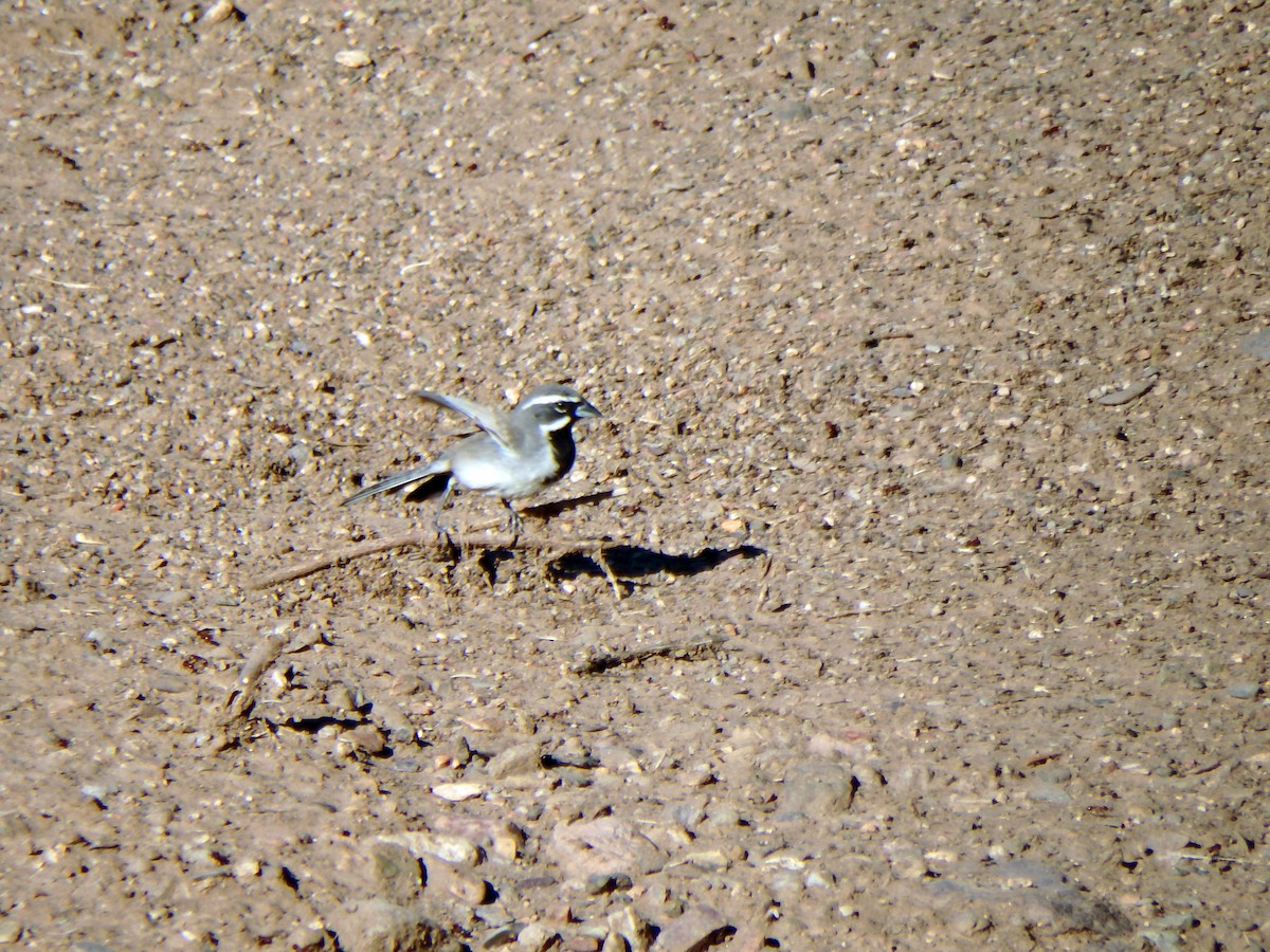 Black-throated Sparrow - ML31268981