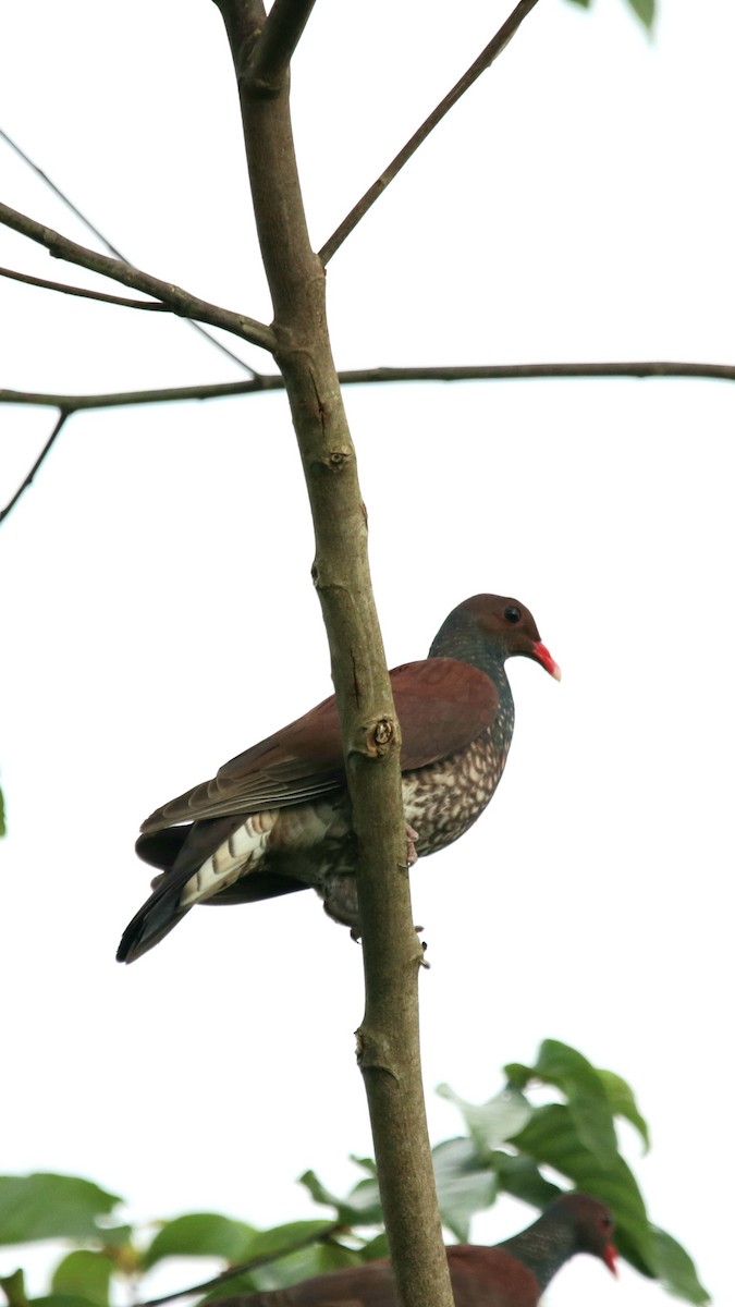 Scaled Pigeon - ML312691491