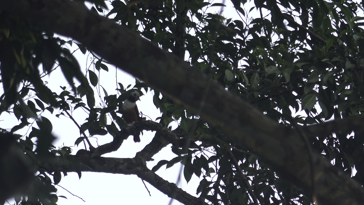 Rufous-bellied Helmetshrike - Erwan Théleste