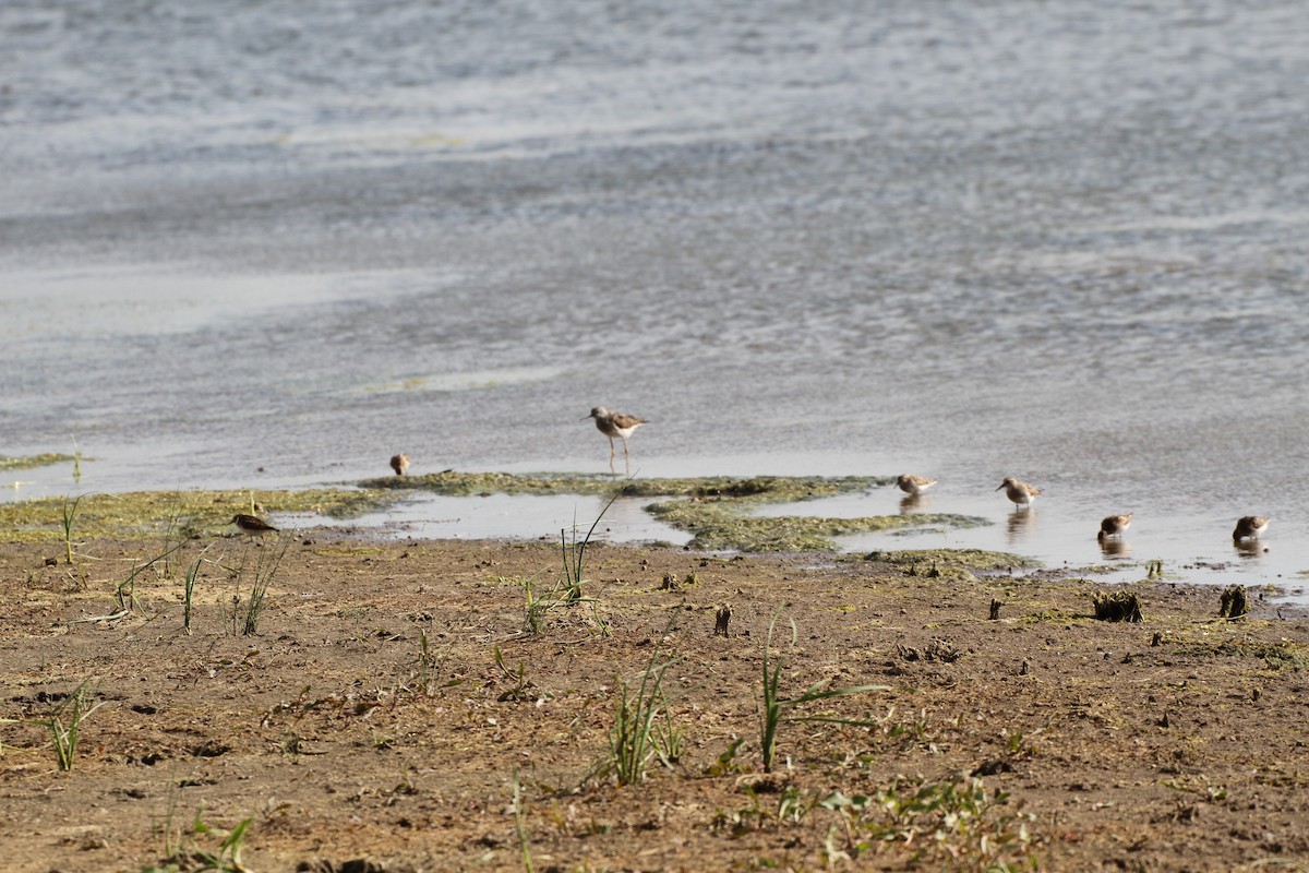 Least Sandpiper - ML31269631