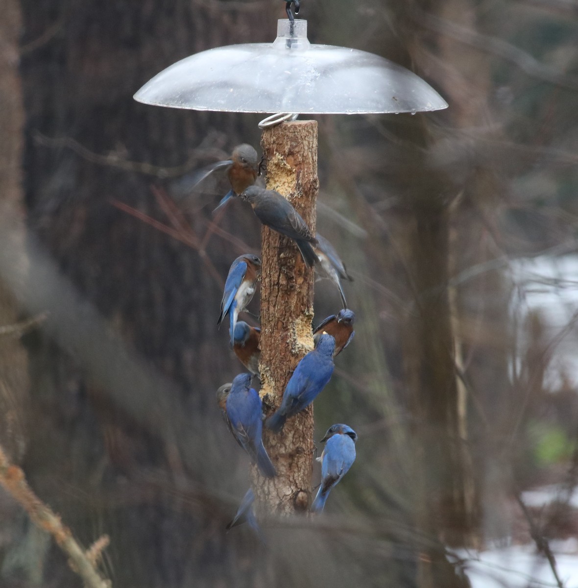 Eastern Bluebird - ML312696831