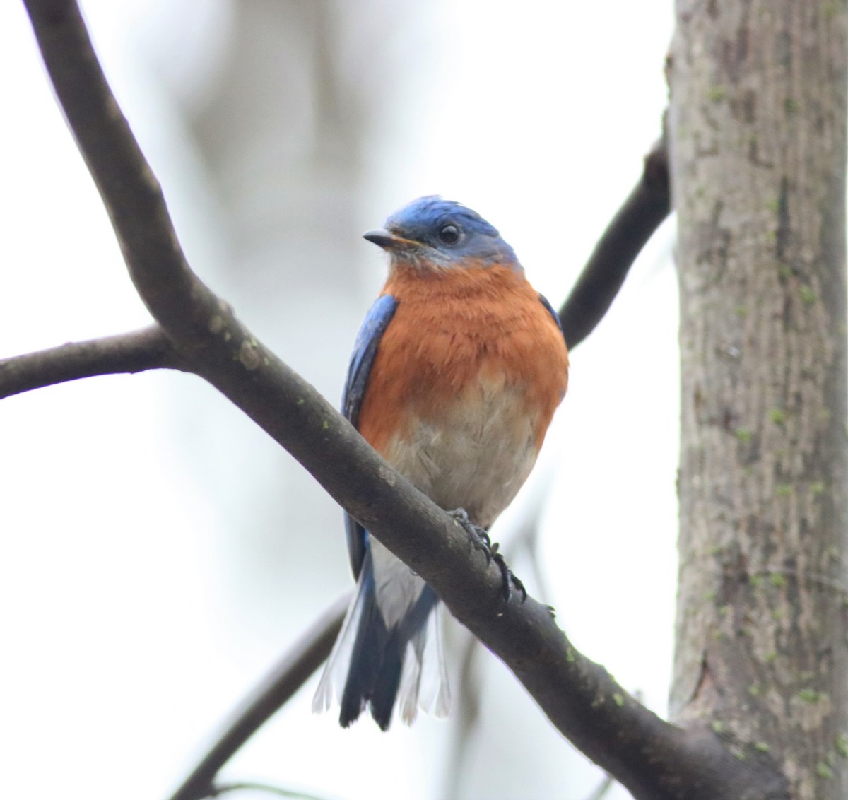 Eastern Bluebird - ML312696881