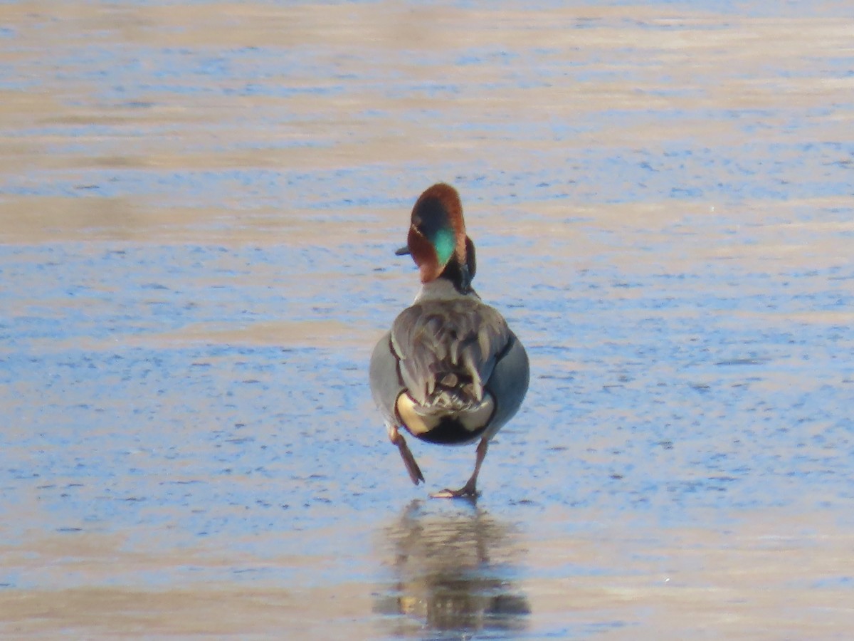 Green-winged Teal - ML312697171