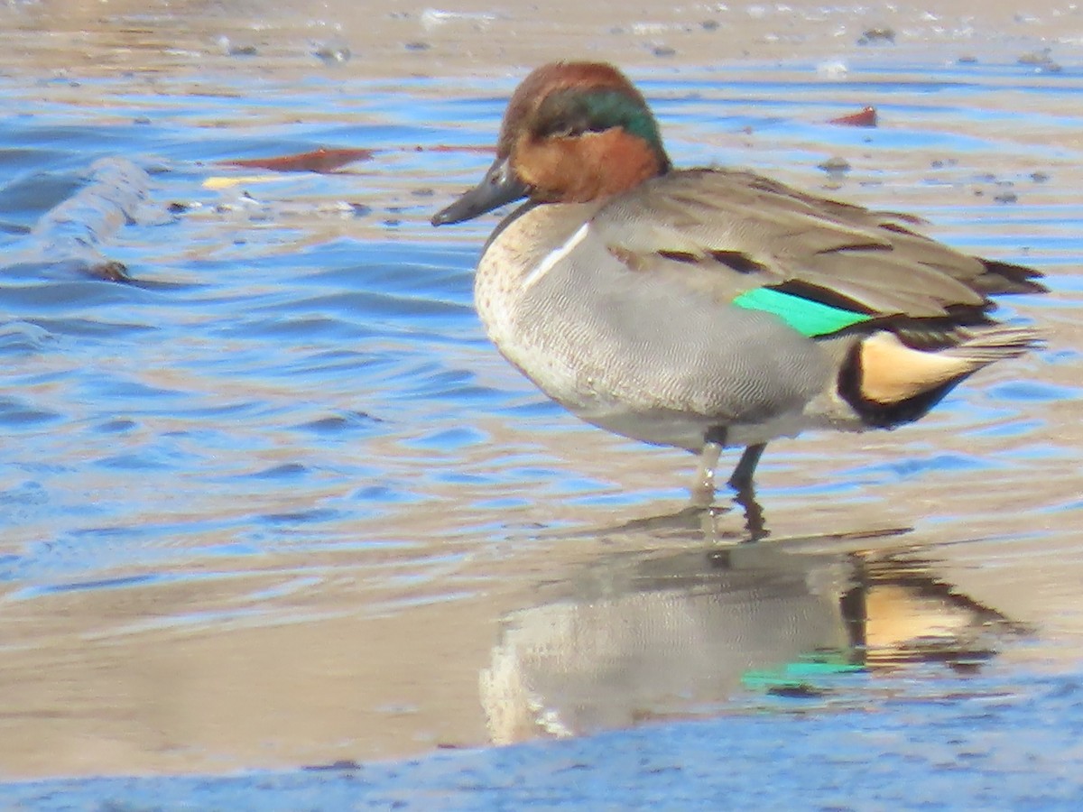 Green-winged Teal - ML312697331