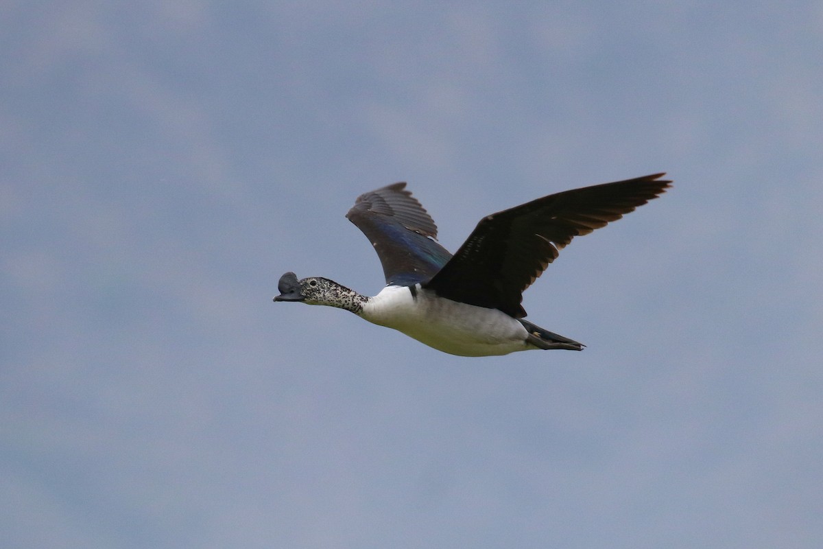 Knob-billed Duck - Fikret Ataşalan