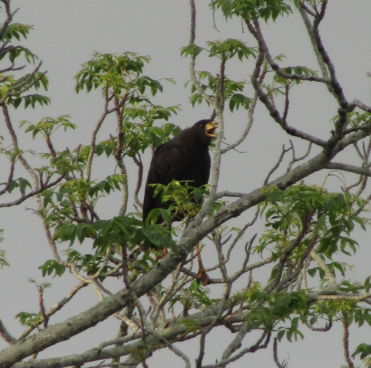 Great Black Hawk - ML312697611