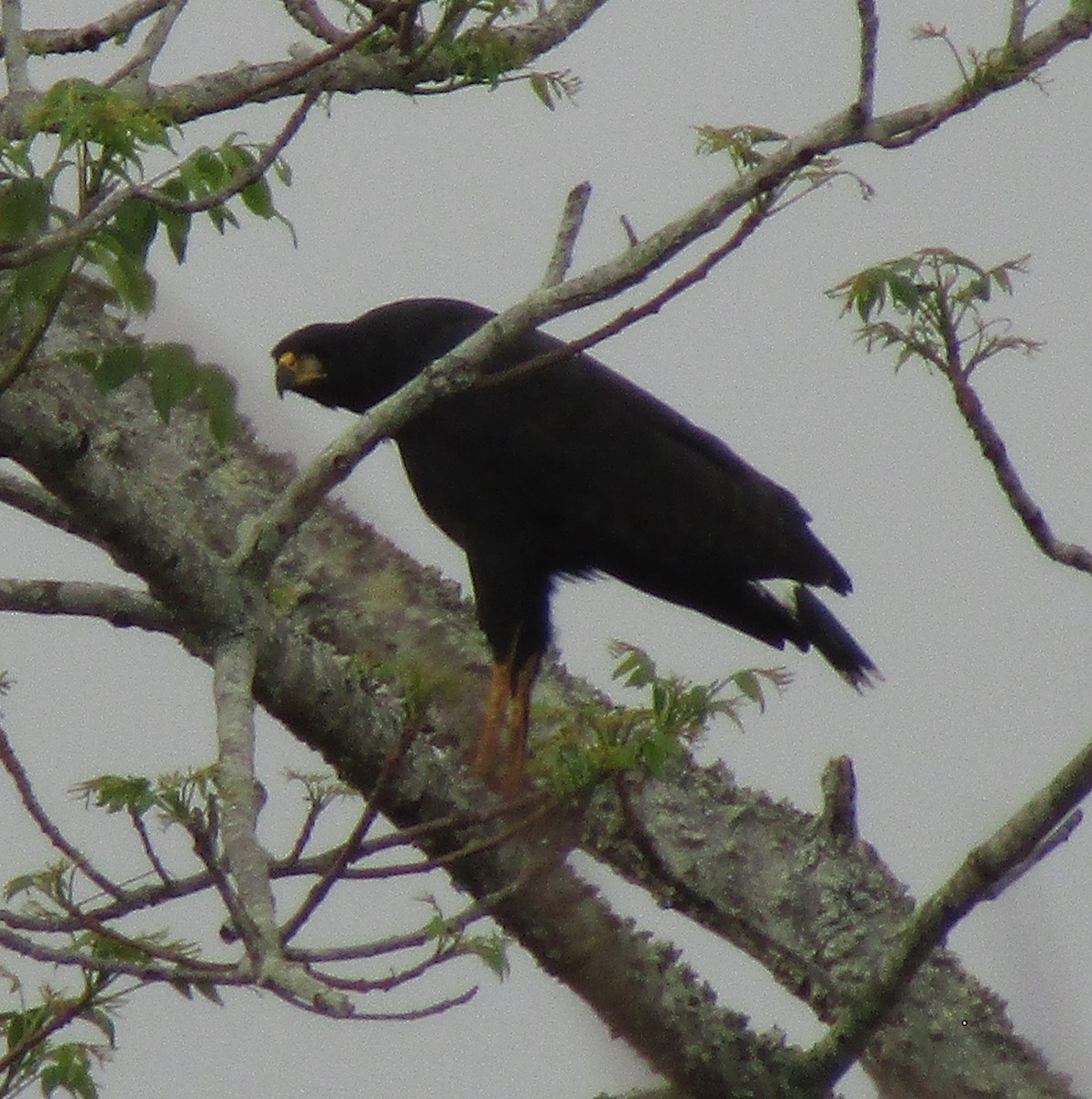 Great Black Hawk - ML312697681