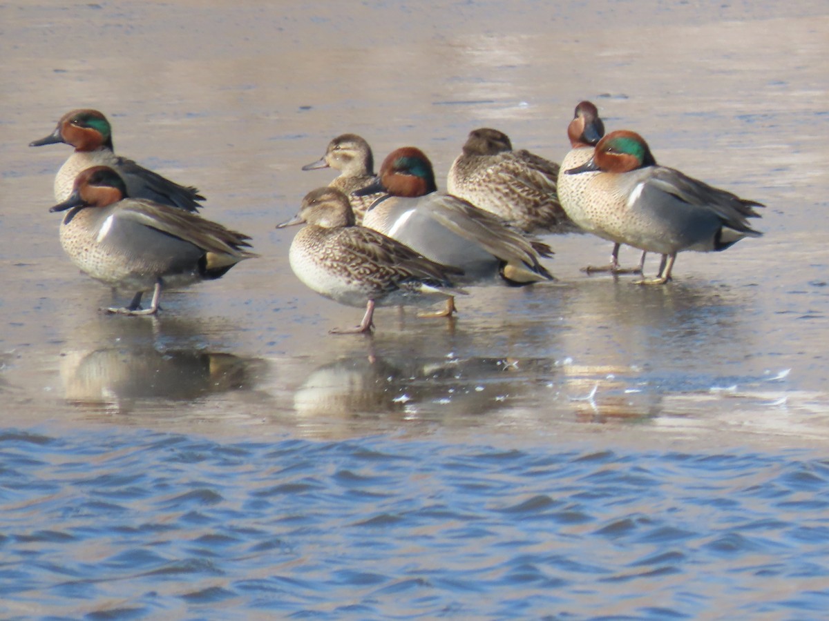 Green-winged Teal - ML312697781