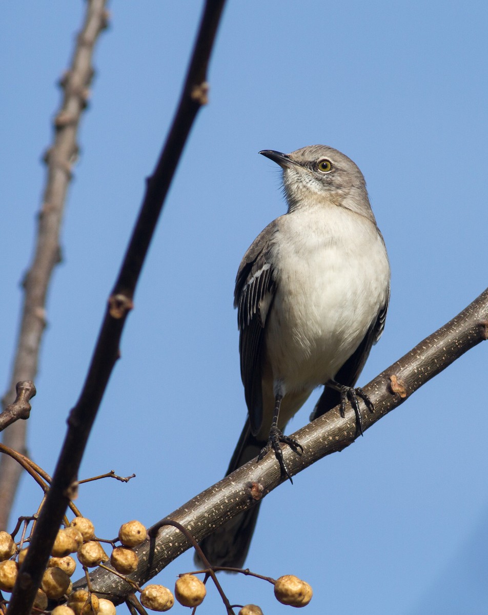 Northern Mockingbird - ML312697921