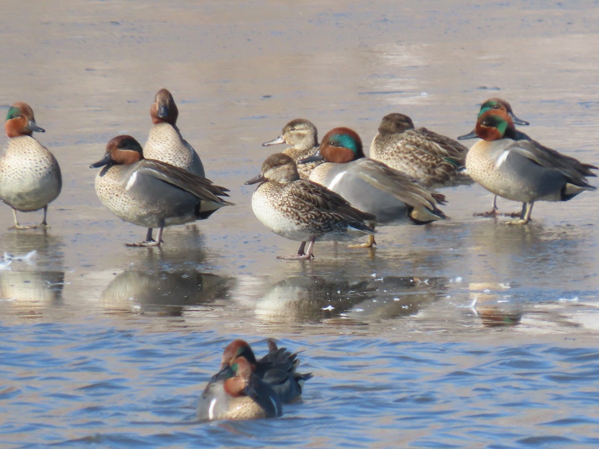 Green-winged Teal - ML312697941