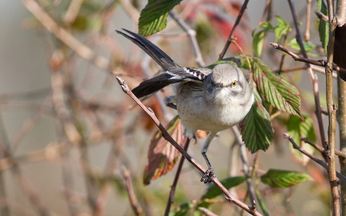 Northern Mockingbird - ML312698071