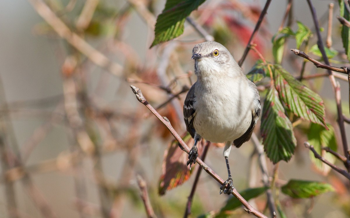 Northern Mockingbird - ML312698151