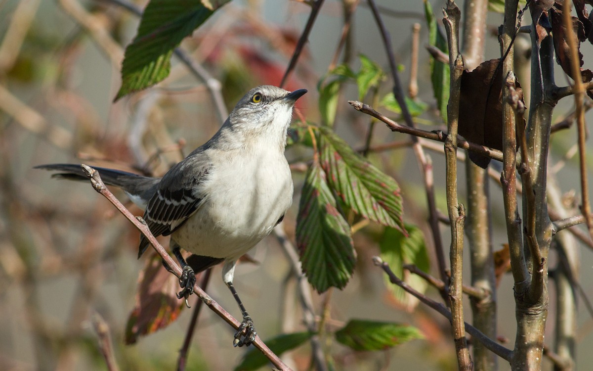 Northern Mockingbird - ML312698381