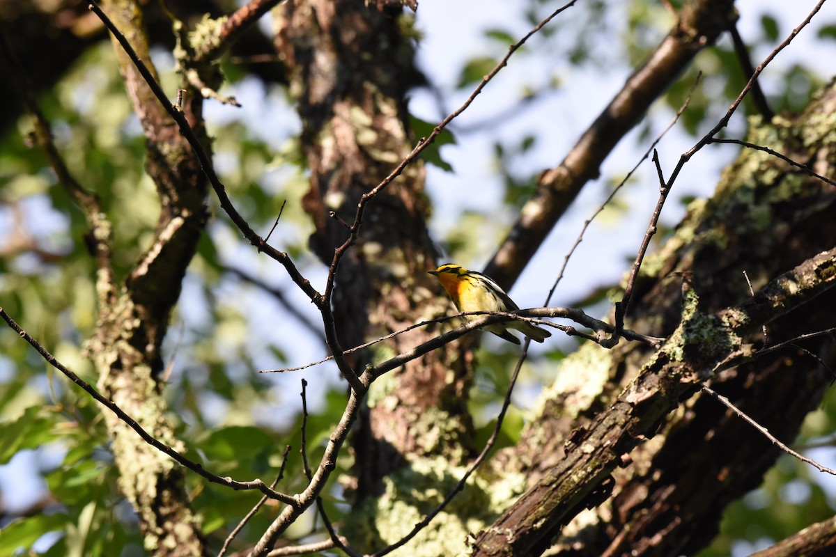 Blackburnian Warbler - ML31269921