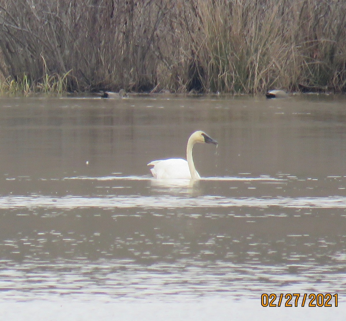 Tundra Swan - ML312699831