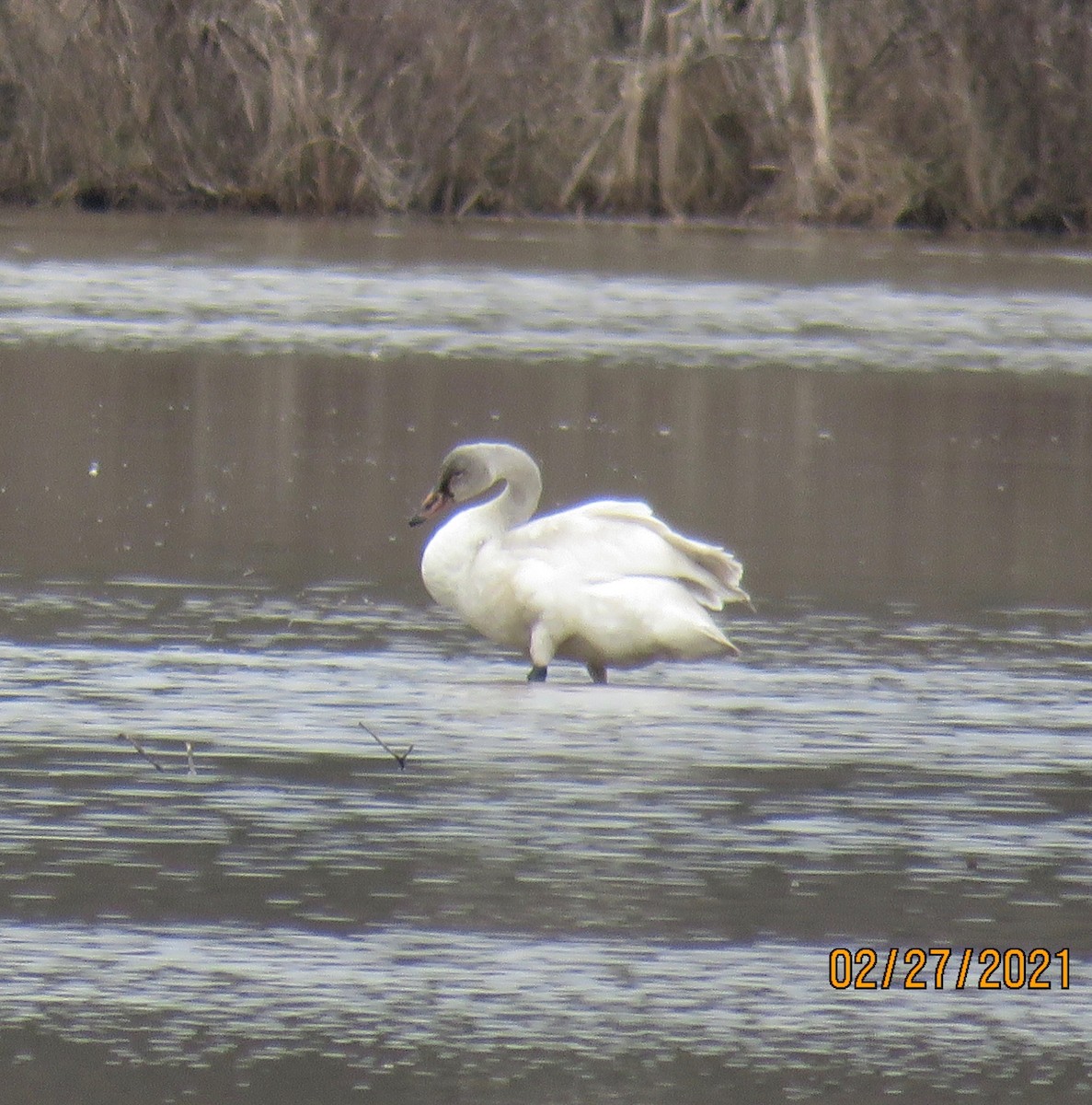 Гунгар хун - ML312699901