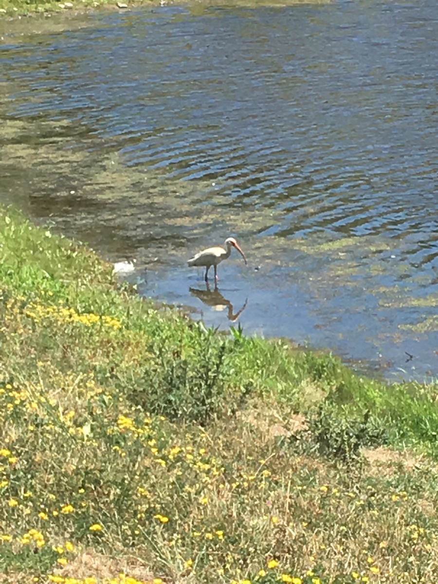 White Ibis - Jay Powell