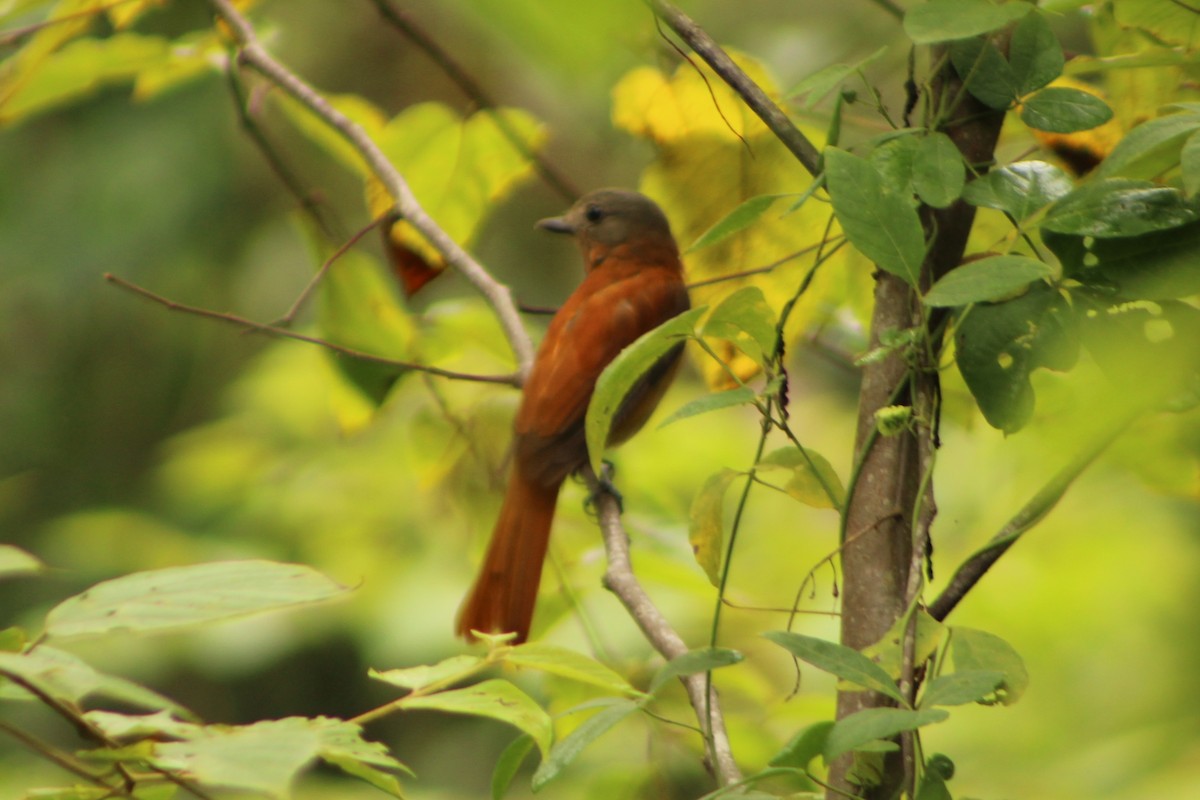 Rufous-tailed Attila - ML312702061