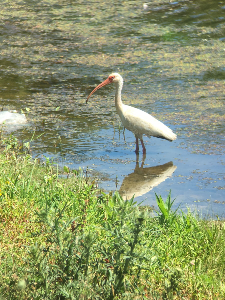 White Ibis - ML31270211