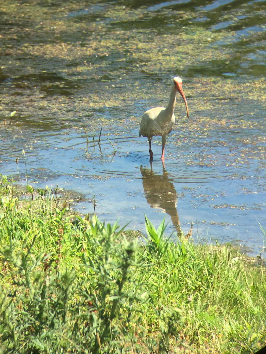 White Ibis - ML31270221