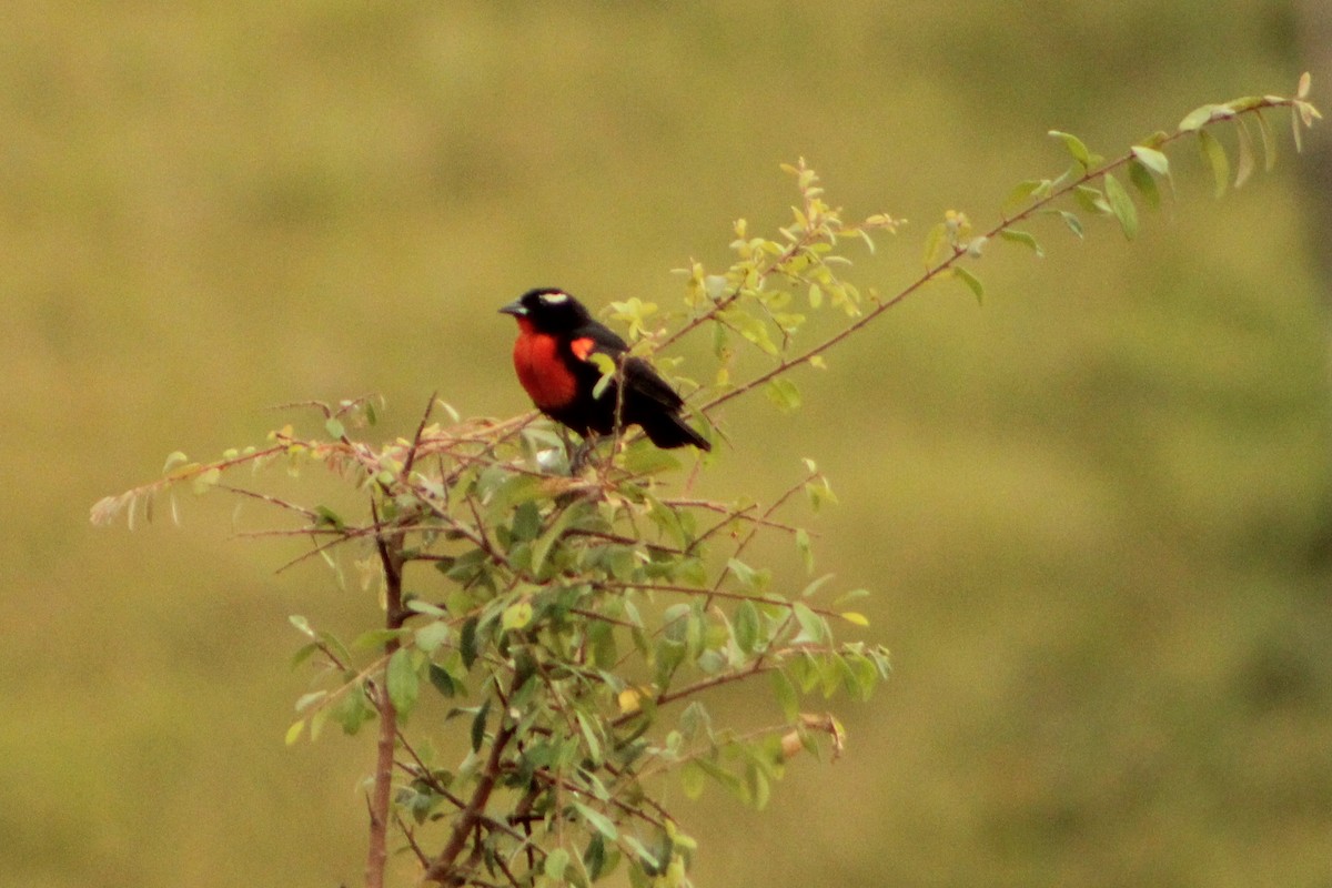 White-browed Meadowlark - ML312702751