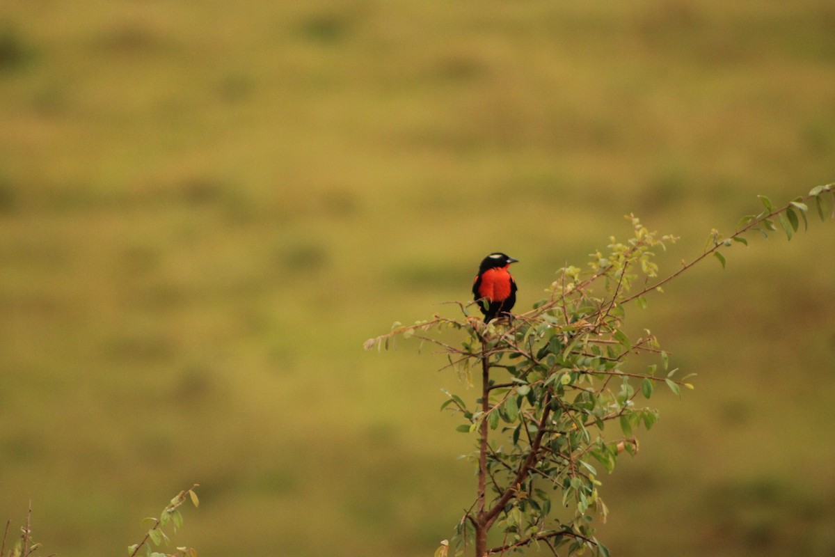 White-browed Meadowlark - ML312702971