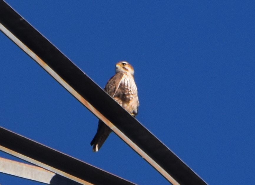 Prairie Falcon - ML312703051