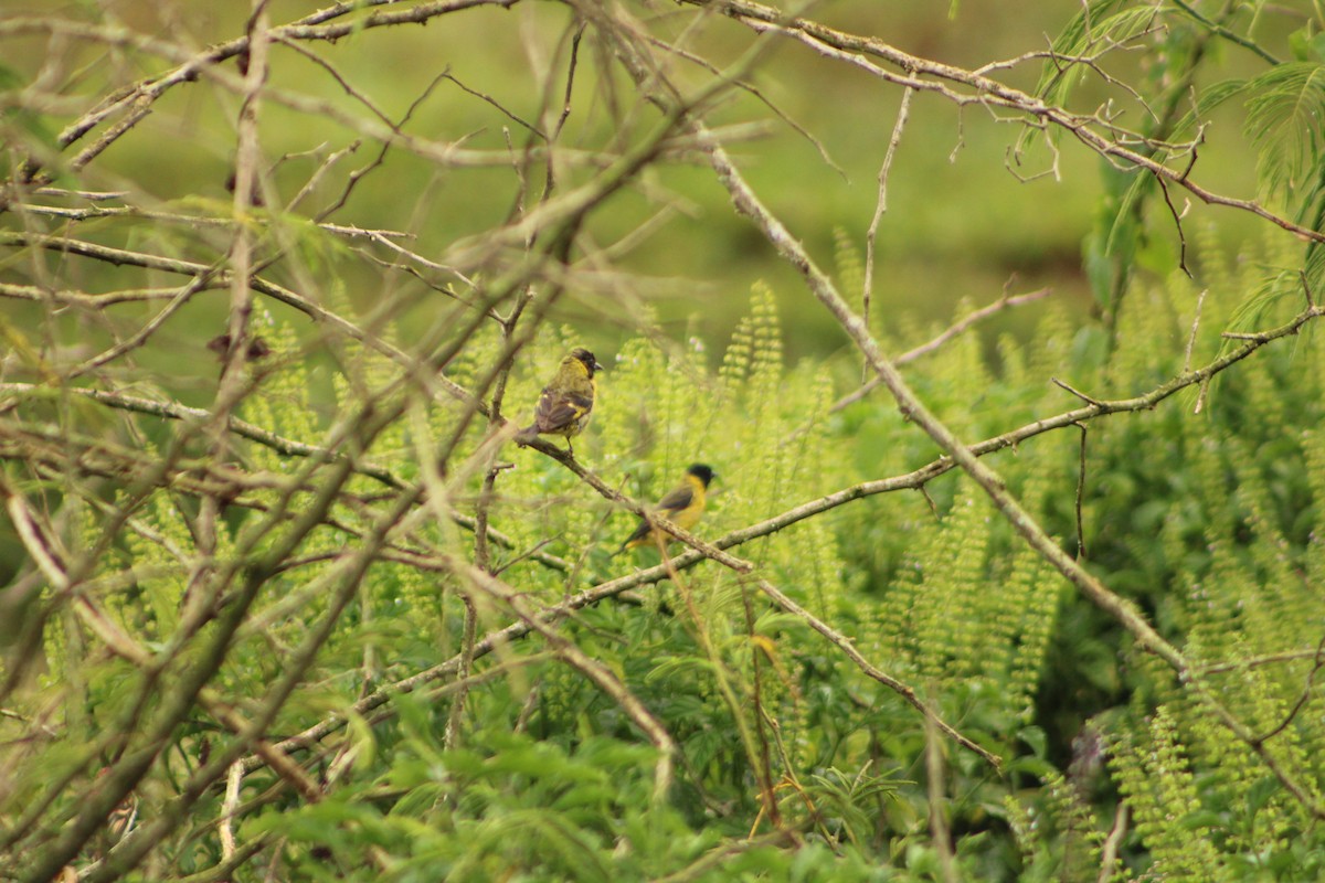 Hooded Siskin - ML312703471