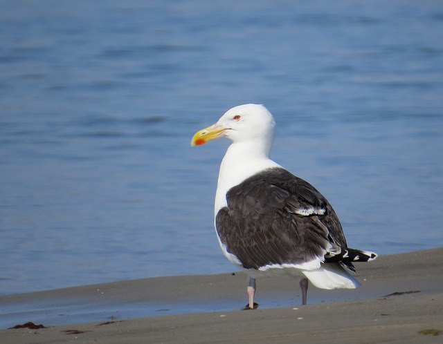 Great Black-backed Gull - ML31270501