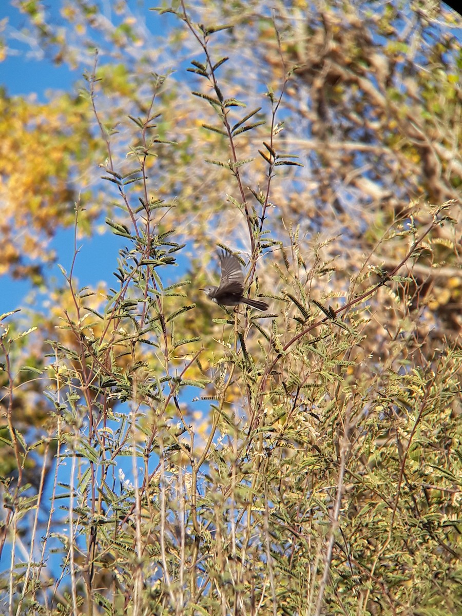 Black-capped Gnatcatcher - ML312705091