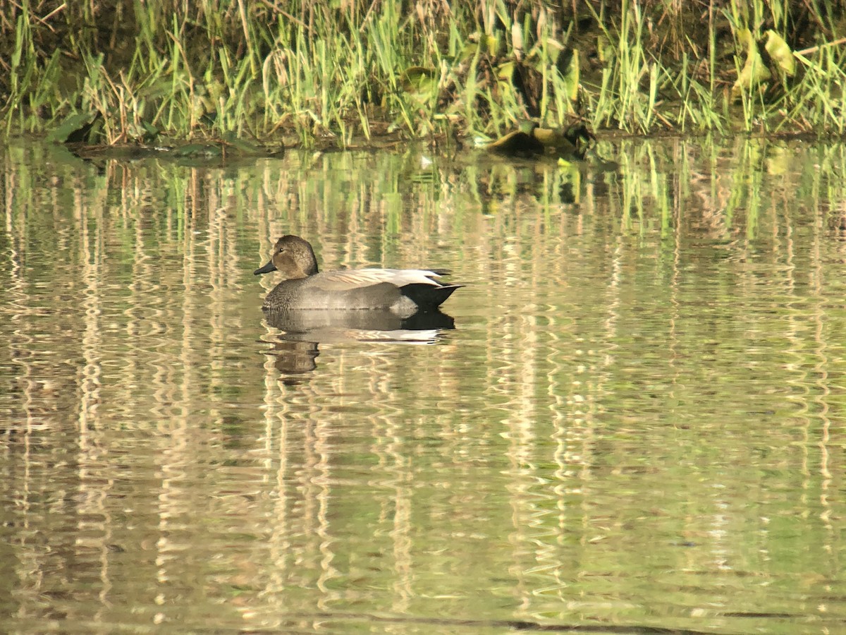 Gadwall - ML312705191