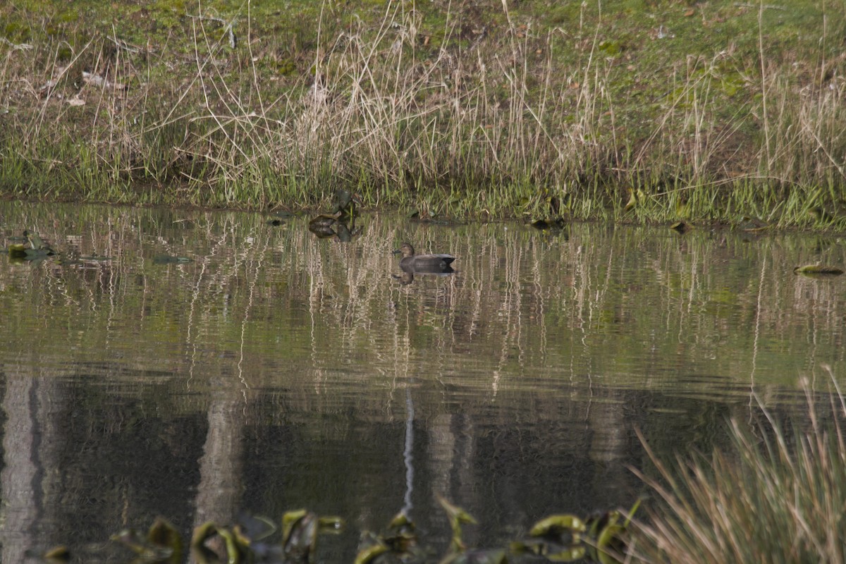 Gadwall - ML312705241