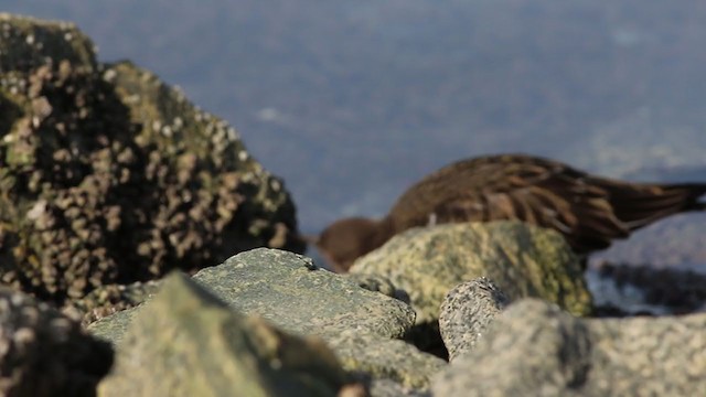 Black Turnstone - ML312705341