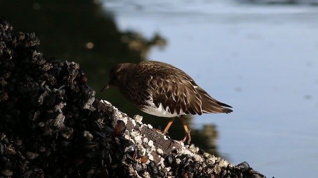 Black Turnstone - ML312705431