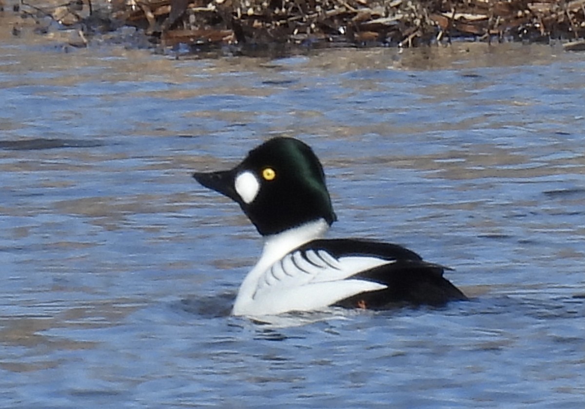 Common Goldeneye - Anna Testone