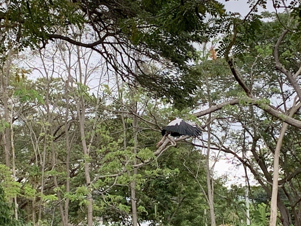 Asian Openbill - ML312706761