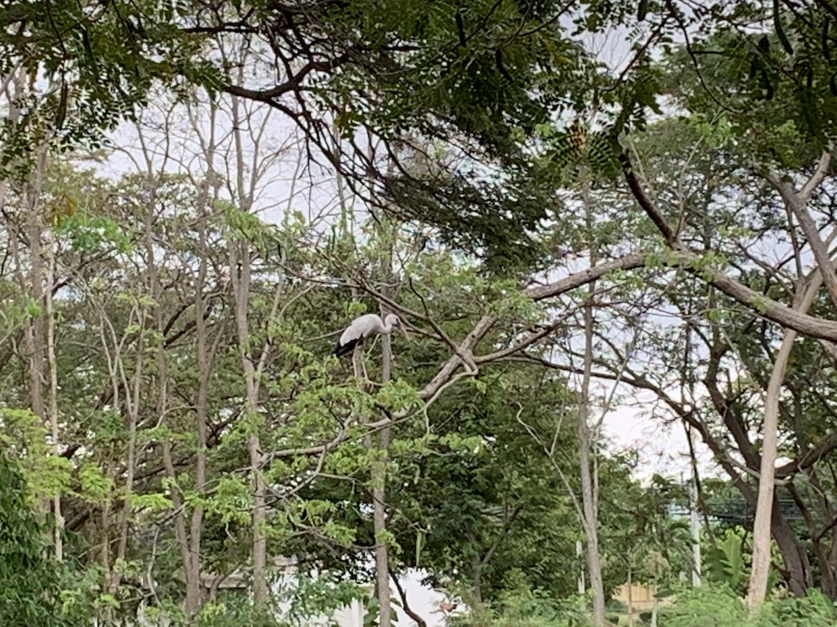 Asian Openbill - ML312706771